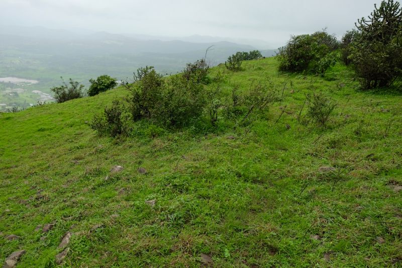 Hillside Vegetation Control