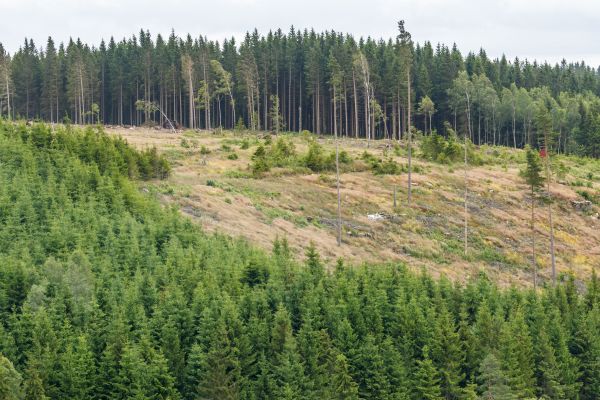 Hillside Cutting
